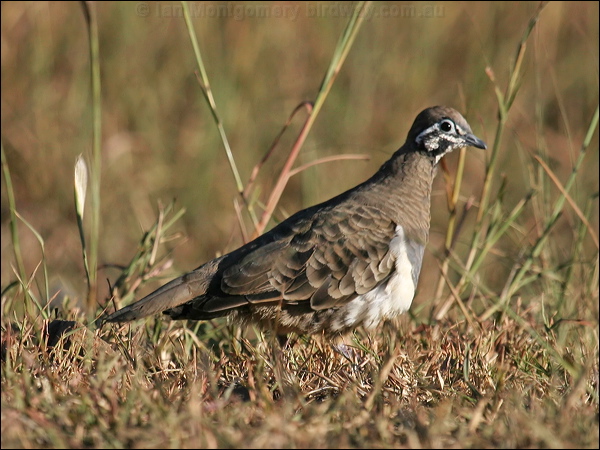 Squatter Pigeon squatter_pigeon_06838.jpg
