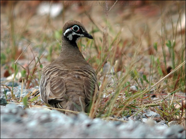 Squatter Pigeon squatter_pigeon_09674.jpg