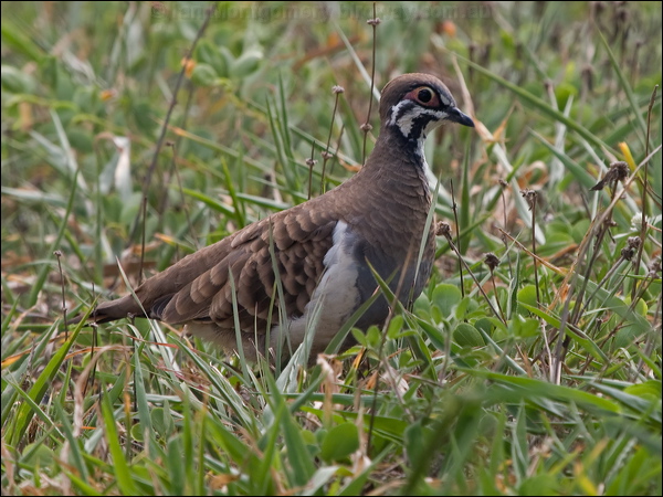Squatter Pigeon squatter_pigeon_156800.psd