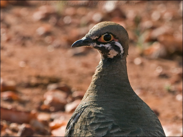 Squatter Pigeon squatter_pigeon_186376.psd