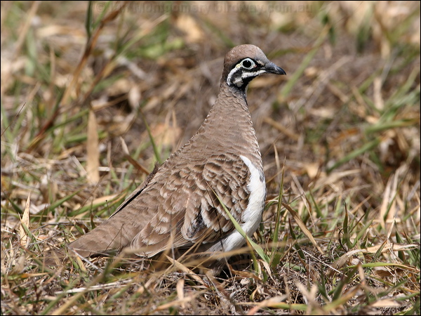 Squatter Pigeon squatter_pigeon_37742.jpg