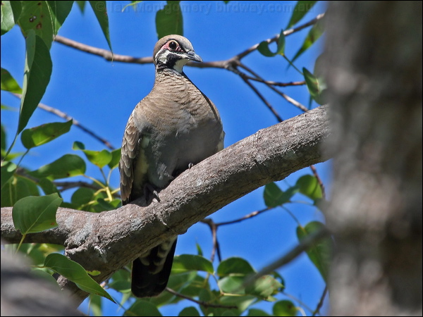 Squatter Pigeon squatter_pigeon_62103.psd