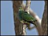 superb_fruit_dove_114632
