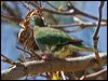 superb_fruit_dove_114848