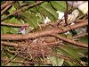 superb_fruit_dove_62614