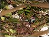 superb_fruit_dove_62617