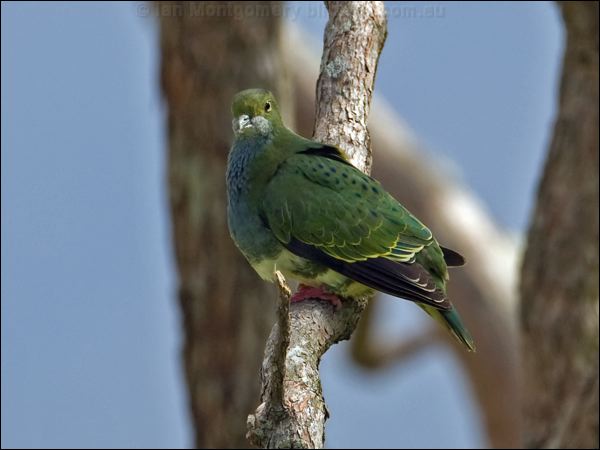 Superb Fruit Dove superb_fruit_dove_114632.psd