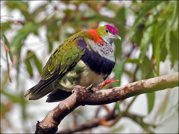 Superb Fruit Dove superb_fruit_dove_114699.psd