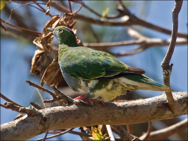 Superb Fruit Dove superb_fruit_dove_114848.psd