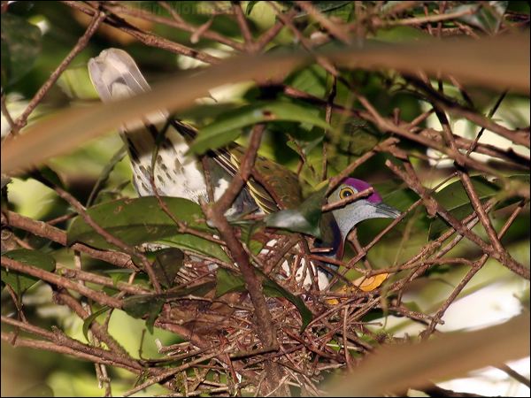 Superb Fruit Dove superb_fruit_dove_62617.jpg