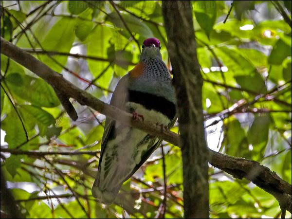 Superb Fruit Dove superb_fruitdove_84592.psd