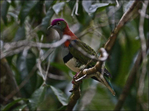 Superb Fruit Dove superb_fruitdove_96972.psd