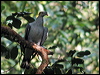 topknot_pigeon_12788