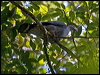 topknot_pigeon_167861