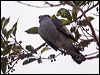 topknot_pigeon_169129