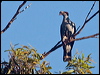 topknot_pigeon_169208