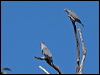 topknot_pigeon_209441