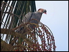 topknot_pigeon_210302