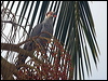topknot_pigeon_210306