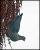 topknot_pigeon_210324
