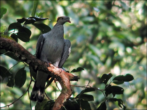 Topknot Pigeon topknot_pigeon_12788.jpg