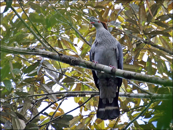Topknot Pigeon topknot_pigeon_16210.jpg