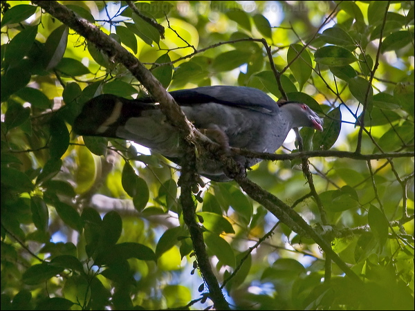 Topknot Pigeon topknot_pigeon_167861.psd