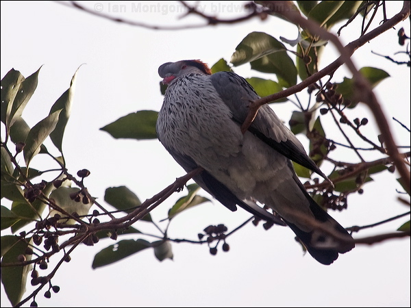 Topknot Pigeon topknot_pigeon_169129.psd