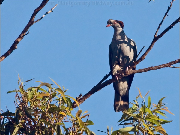Topknot Pigeon topknot_pigeon_169208.psd