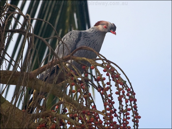 Topknot Pigeon topknot_pigeon_210302.psd