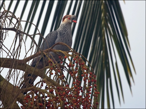 Topknot Pigeon topknot_pigeon_210306.psd