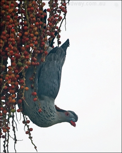 Topknot Pigeon topknot_pigeon_210324.psd