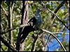 white_headed_pigeon_154731