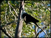 white_headed_pigeon_154738