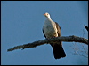 white_headed_pigeon_154751