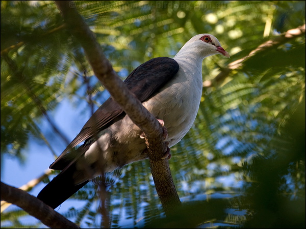 White-headed Pigeon white_head_pigeon_116045.psd