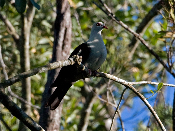 White-headed Pigeon white_headed_pigeon_154731.psd