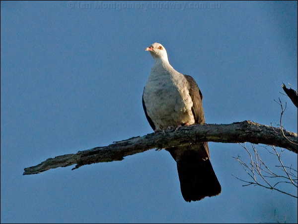 White-headed Pigeon white_headed_pigeon_154751.psd