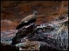 whitequillrockpigeon_92788