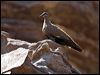 whitequillrockpigeon_93646