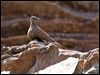 whitequillrockpigeon_93651