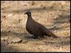 whitequillrockpigeon_93667