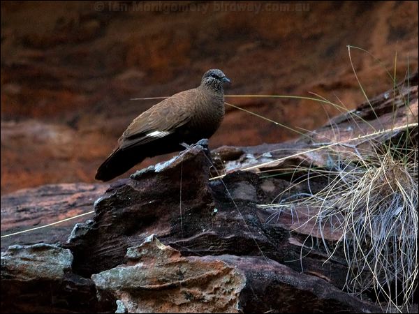 White-quilled Rock Pigeon whitequillrockpigeon_92788.psd