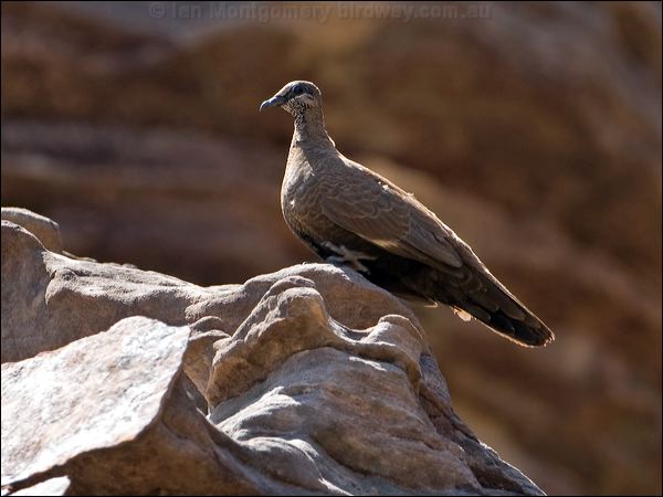 White-quilled Rock Pigeon whitequillrockpigeon_93646.psd