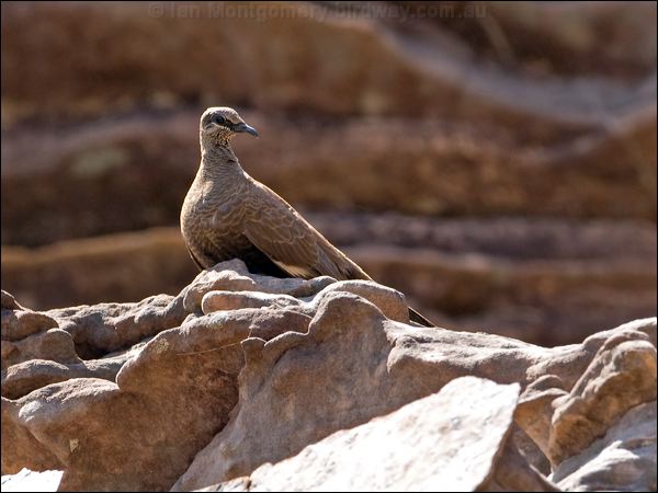 White-quilled Rock Pigeon whitequillrockpigeon_93651.psd