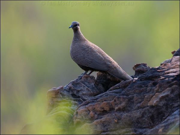 White-quilled Rock Pigeon whitequillrockpigeon_93748.psd