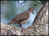 white_tipped_dove_202233