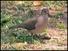 white_tipped_dove_202482