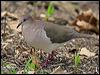 white_tipped_dove_20776