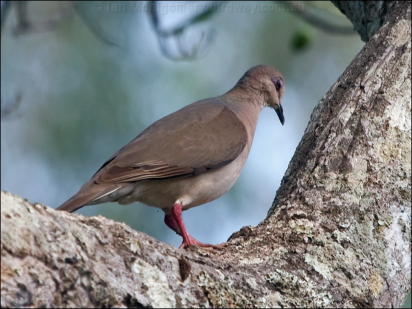 White-tipped Dove white_tipped_dove_202233.psd